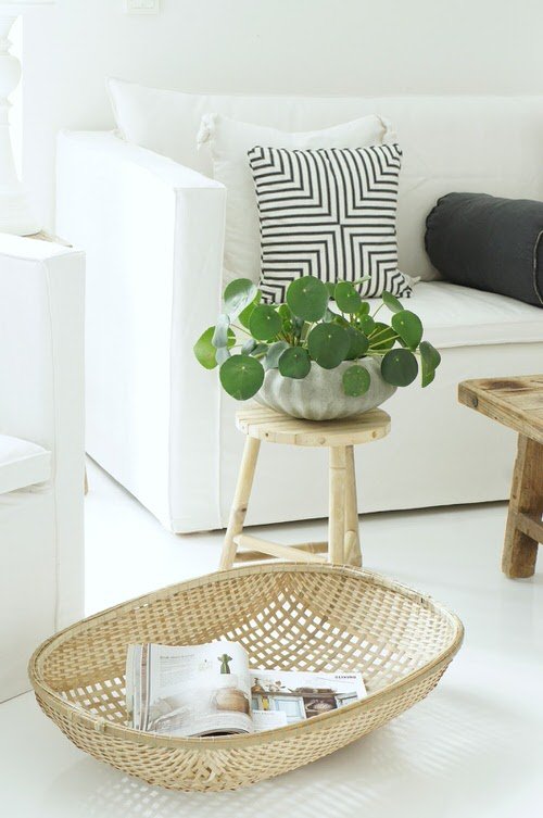 Best Indoor Plants for Living Rooms 3