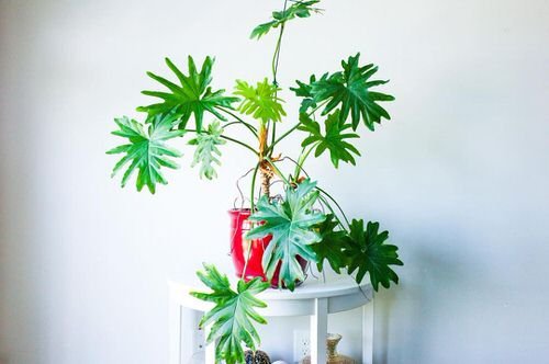 Exotic Philodendron Plants 3