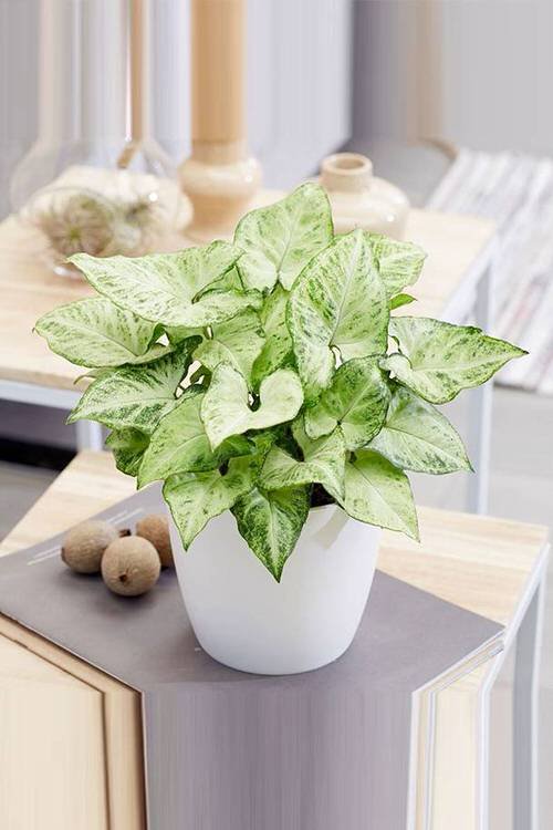 Pictures of the Best Small Houseplants 59