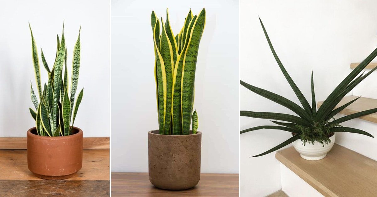 6 Most Common Snake Plant Varieties You Can Start Planting Indoors Now