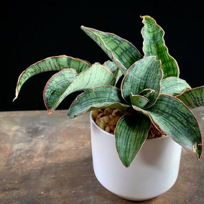 24 Tricolor Houseplants with Fantastic Foliage