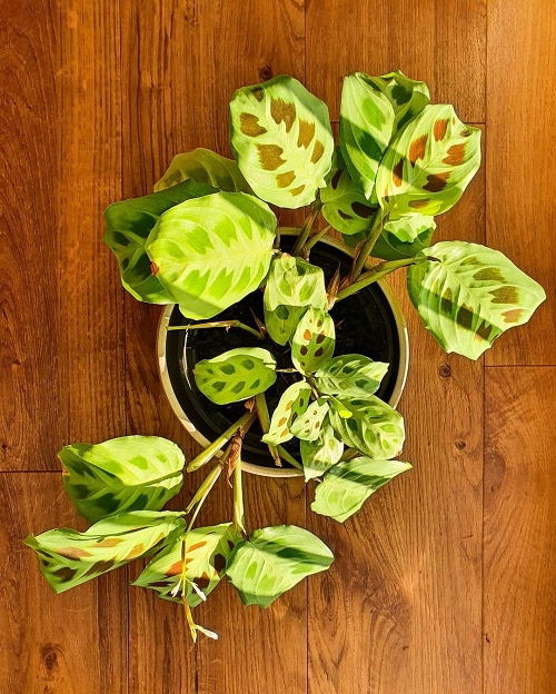 Most Beautiful Types of Prayer Plants