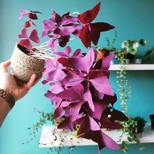 Best Purple Vines You Can Grow as Houseplants 3