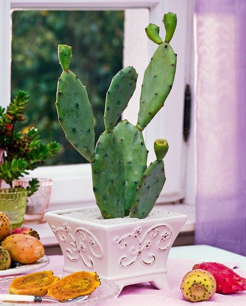 Different Types of Cactus Plants 3