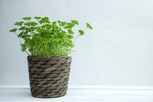 Container Vegetables that Magically Regrow Themselves 4
