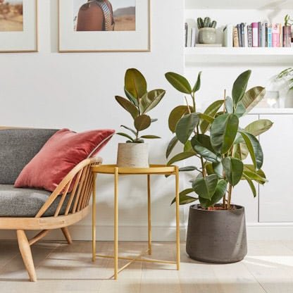 Best Indoor Plants for Living Rooms 4