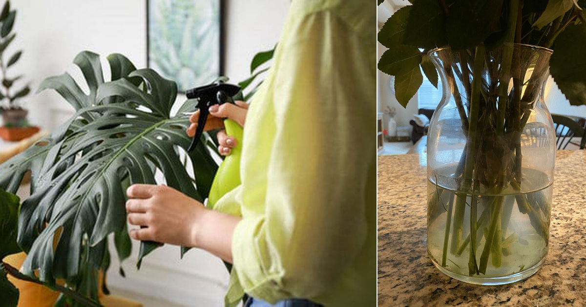 8 Amazing Vinegar Hacks for Indoor Plants | Balcony Garden Web