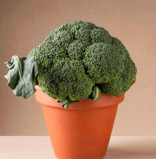Container Vegetables that Magically Regrow Themselves 5