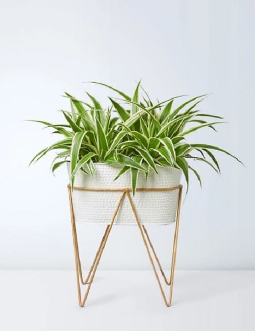 Houseplants that Look Best on Plant Stands 4