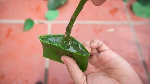 Using Aloe Vera as a Rooting Hormone