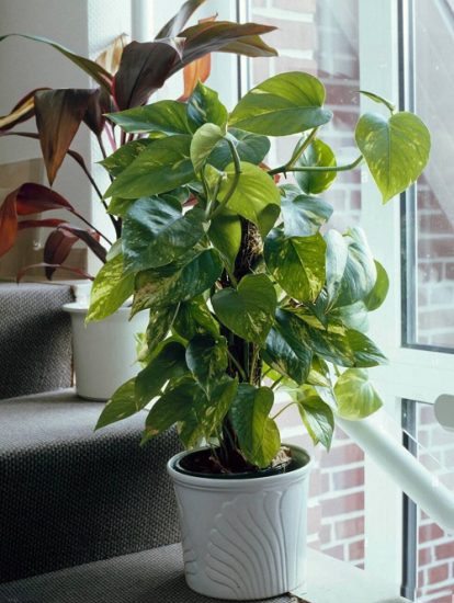 18 Types of Money Plants that Bring Wealth in Home