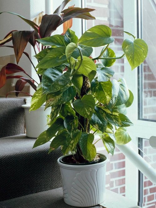 big leaf money plant that Bring Wealth in Home