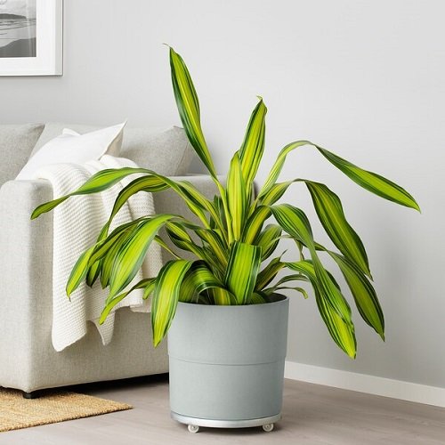 Dracaena plant pot in living room