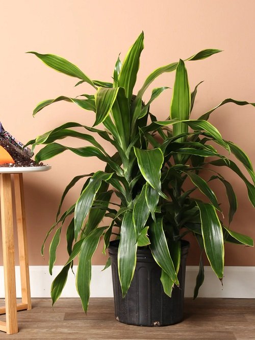 36 Best Dracaena Varieties for Indoors | Types of Dracaena Houseplants 12