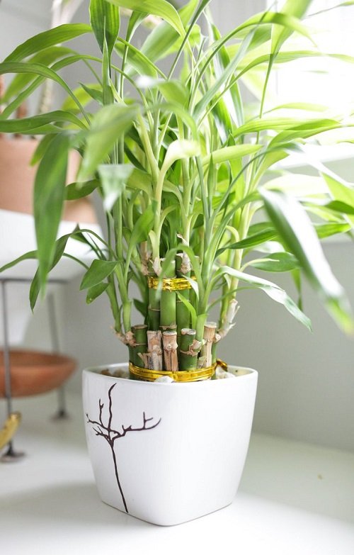 lucky bamboo that Bring Wealth in Home