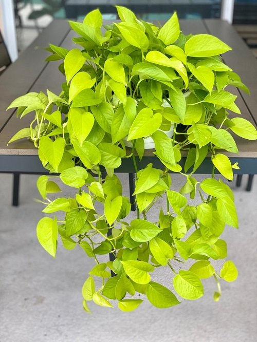 neon money plant that Bring Wealth in Home