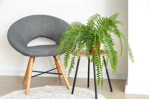 How to Keep your Ferns Lush and Beautiful