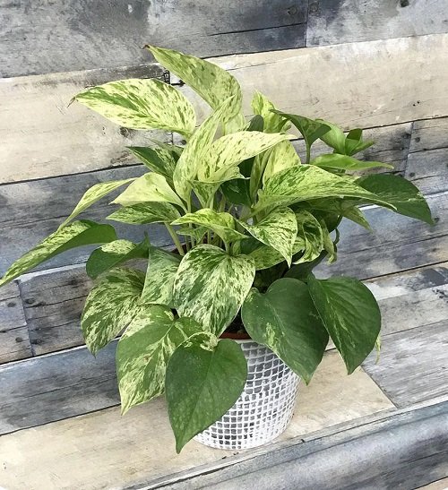 marble queen money plant that Bring Wealth in Home