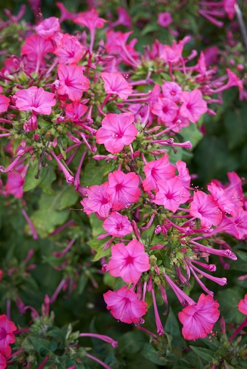 Pink Flowers for Garden 107