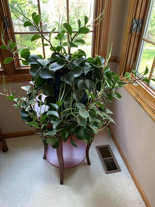 ribbon plant that Bring Wealth in Home