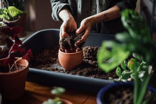 Mistakes to Avoid When Repotting Houseplants