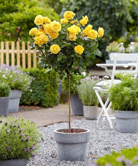 35 Mind Blowing Pictures of Roses in Pots | Balcony Garden Web