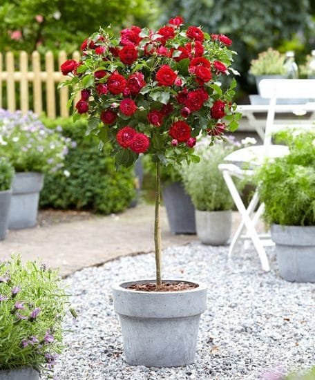 35 Mind Blowing Pictures of Roses in Pots | Balcony Garden Web