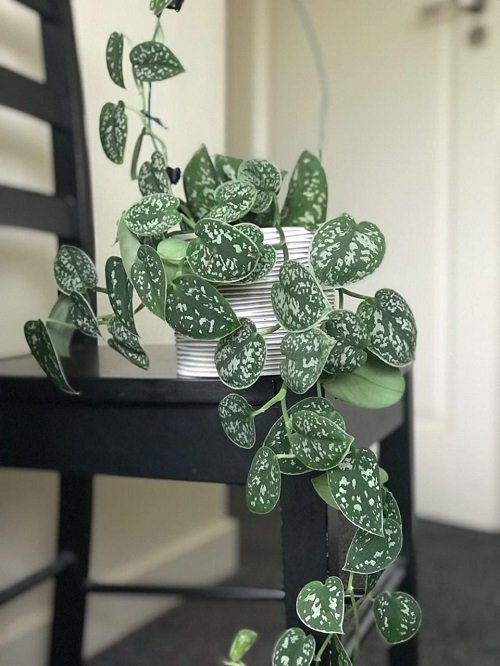 silver money plant that Bring Wealth in Home