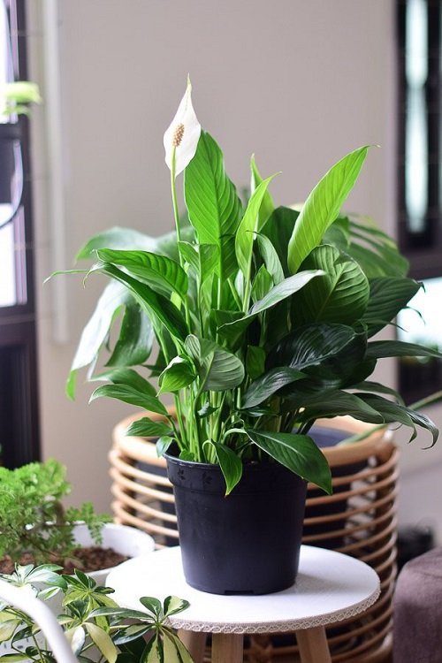 peace lily that Bring Wealth in Home