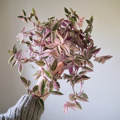 can wandering jew live indoors