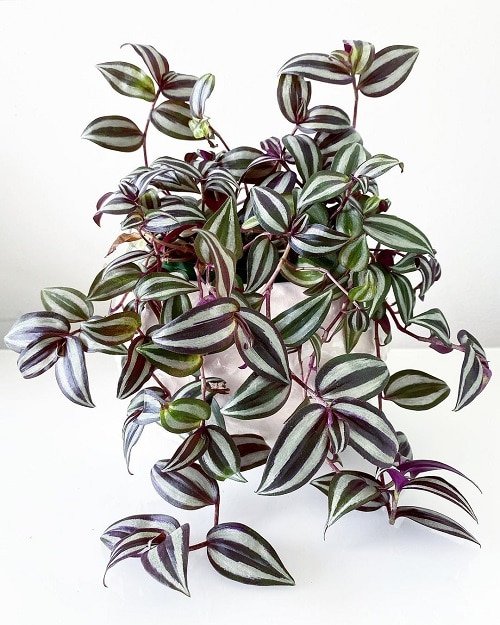 Wandering Jew Care | How to Grow an Inch Plant Indoors