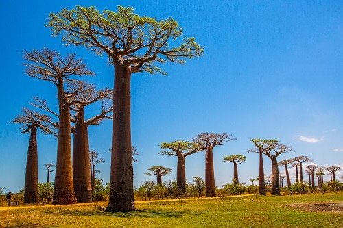 Baobab Fruit Benefits