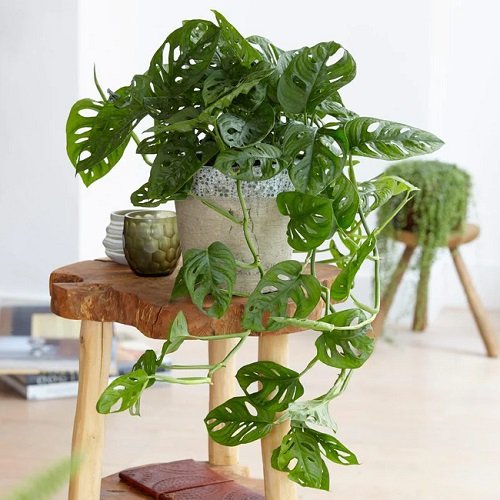 monkey ask money plant that Bring Wealth in Home