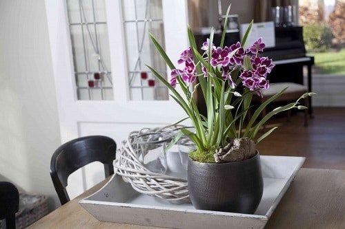 Homemade Plant Food for Orchids