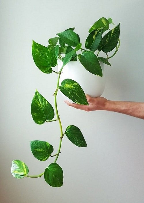 Golden Pothos plant that Bring Wealth in Home
