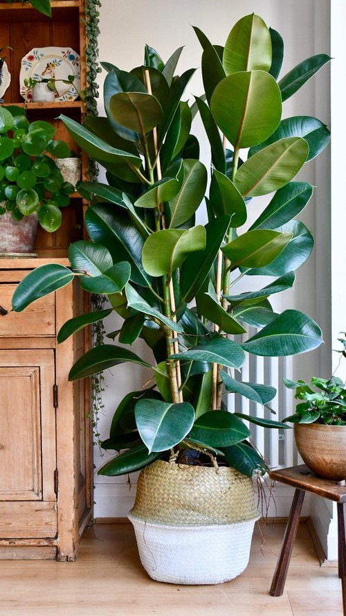 Types of Rubber Plant