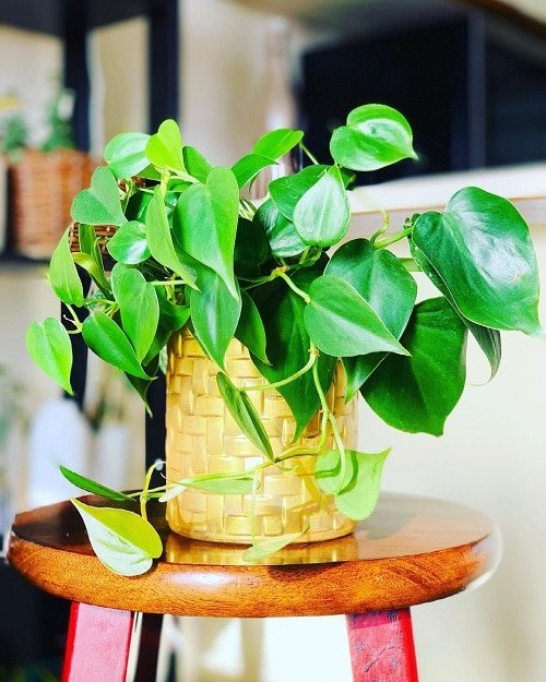 Houseplant Planting Guide