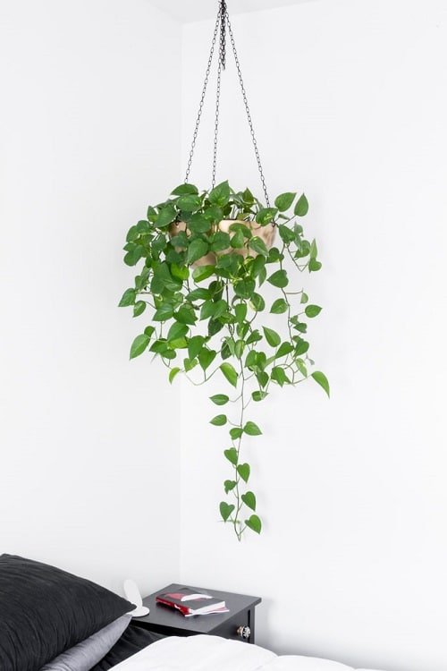 Hanging Basket Plants You can Grow from Cuttings