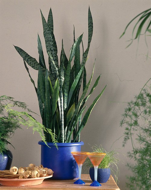 Houseplants You Can Borrow From Friends and Grow Free