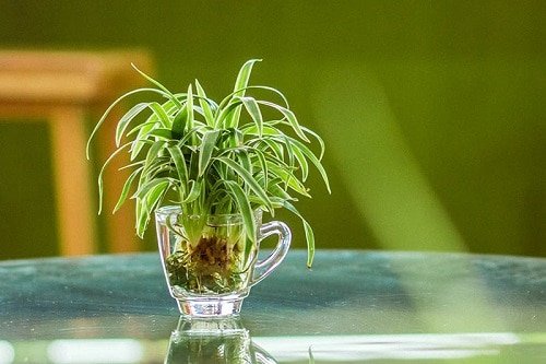 Pet Safe Houseplants You Can Grow in Water