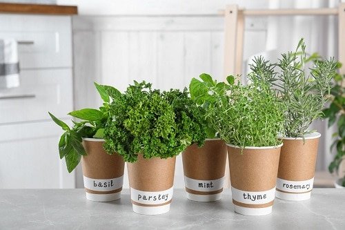 Secret Tips for Growing Most Fragrant Herbs