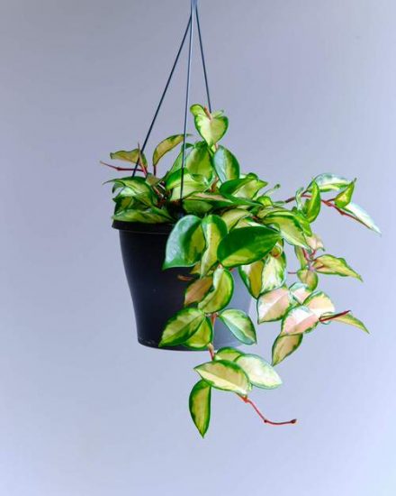 10 Lesser Known Indoor Plants for Hanging Baskets