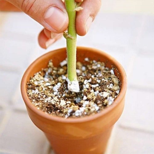 How to Root Indoor Plant Cuttings Easily and Quickly
