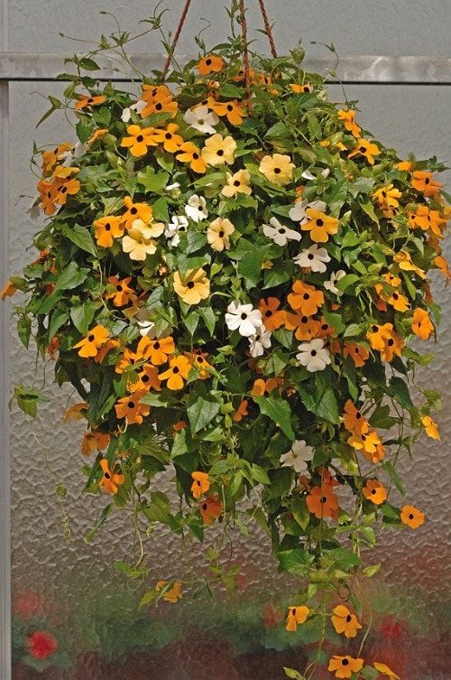 Hanging Basket Plants You can Grow from Cuttings 6