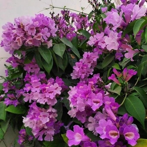 Indoor Vines You Can Grow for Fragrance 6