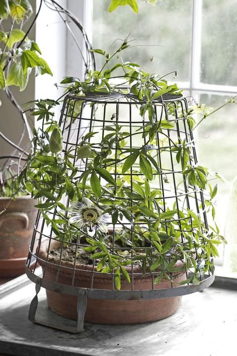Indoor Vines You Can Grow for Fragrance 5