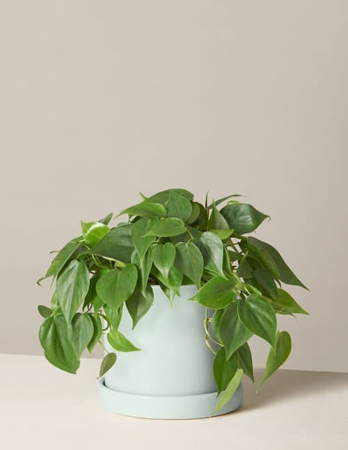 Houseplants You Can Borrow From Friends and Grow Free 6