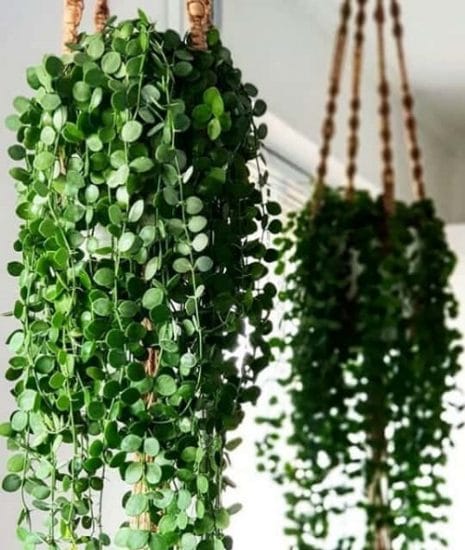 24 Hanging Basket Plants You can Grow from Cuttings