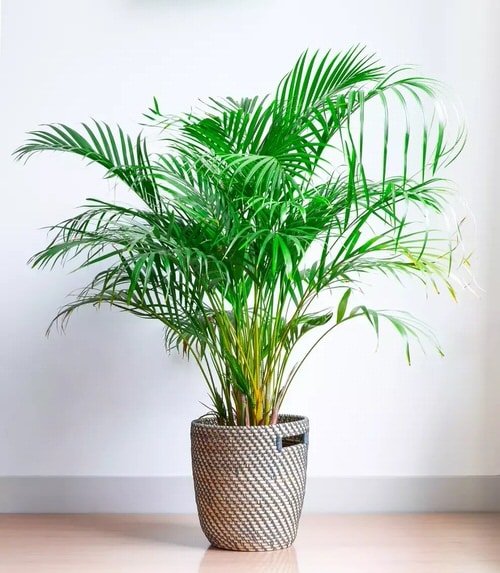 Houseplants You Can Borrow From Friends and Grow Free 7