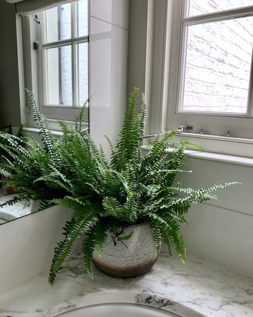 Pictures of Ferns in Bathroom 7
